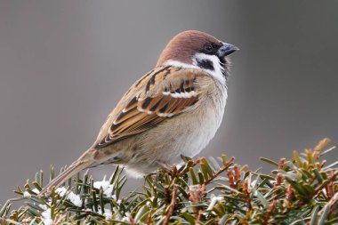 serçe ve kar kış hokkaido 