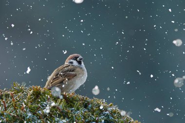 serçe ve kar kış hokkaido 