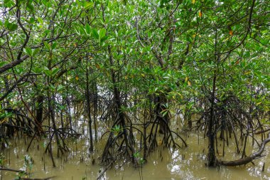 mangrov orman Iriomote Adası