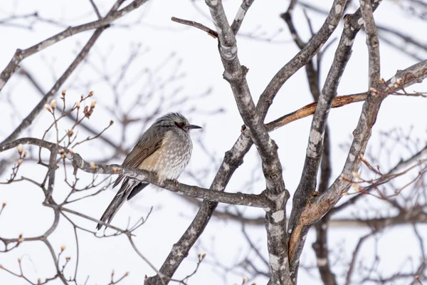 Ein Bulbul Winter Hokkaido — Stockfoto