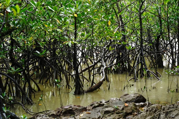 Mangrovových Lesů Iriomote Island — Stock fotografie