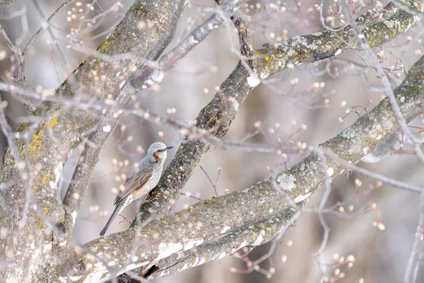 Bulbul Invierno Hokkaido — Foto de Stock