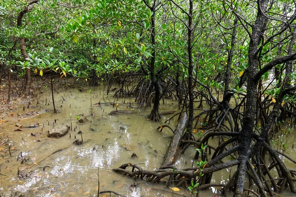 Floresta Mangue Ilha Iriomote — Fotografia de Stock