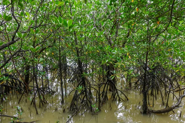 Mangrovenwald Auf Iriomote Insel — Stockfoto