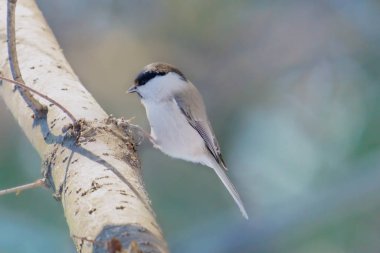 Kış hokkaido 'sunda fındıkkıran