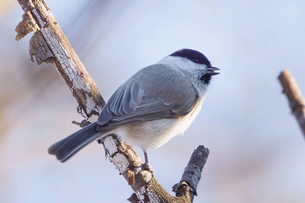 Nutcracker Winter Hokkaido — стоковое фото