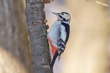 Hokkaido 'da Büyük Benekli Ağaçkakan