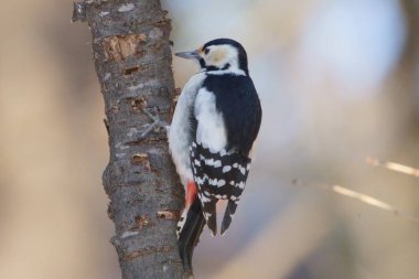 Hokkaido 'da Büyük Benekli Ağaçkakan