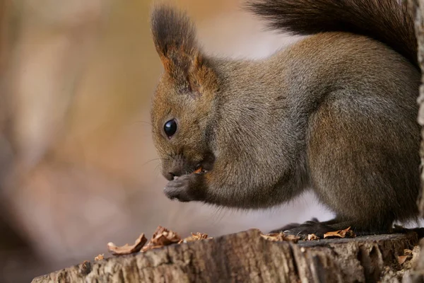 Squirrel Winter Hokkaido — Stock Photo, Image