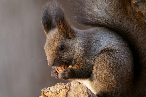 Squirrel Winter Hokkaido — Stock Photo, Image