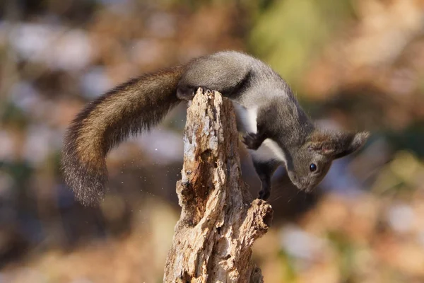 Squirrel Winter Hokkaido — Stock Photo, Image