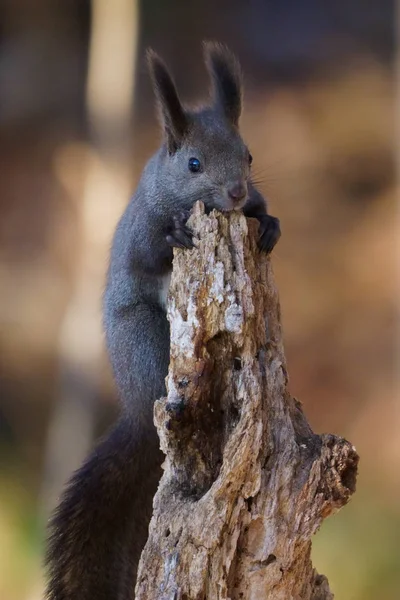 Squirrel Winter Hokkaido — Stock Photo, Image