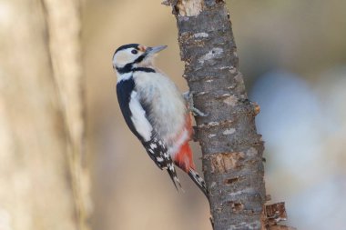 Bir ağaçkakan kış ormanında