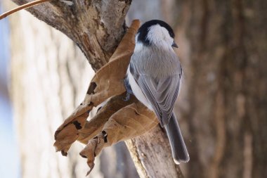 Kış ormanında bataklık memeleri