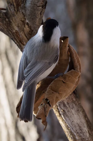 Pântano Tit Inverno Floresta — Fotografia de Stock