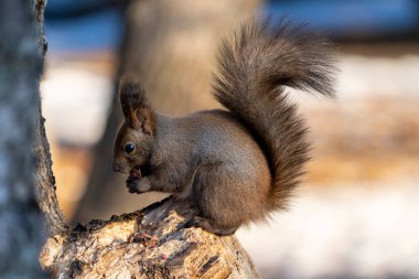 one squirrel in winter forest
