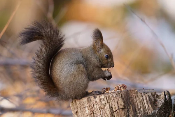 One Squirrel Winter Forest — Stok fotoğraf