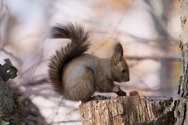 Esquilo Floresta Inverno — Fotografia de Stock