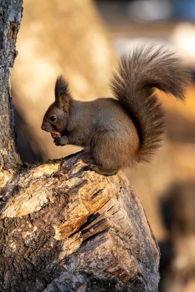 One Squirrel Winter Forest — Stock Photo, Image