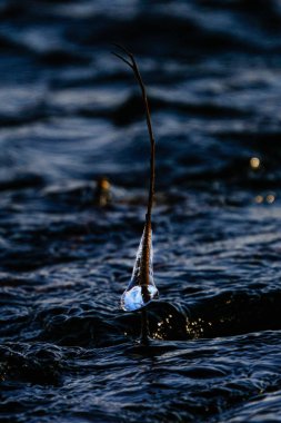 ice in river in winter