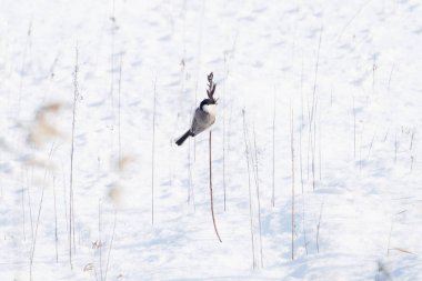marsh tit in winter hokkaido
