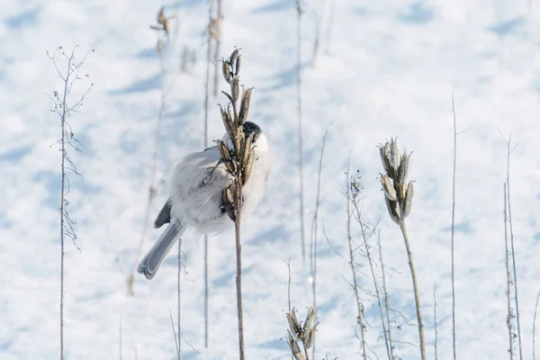 Marsh Tit Inverno Hokkaido — Fotografia de Stock