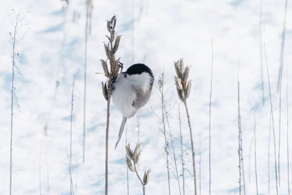 Marsh Tit Winter Hokkaido — Stok fotoğraf