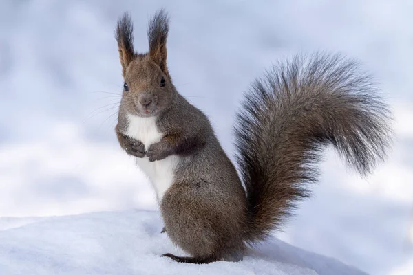 Een Eekhoorn Het Winterbos — Stockfoto