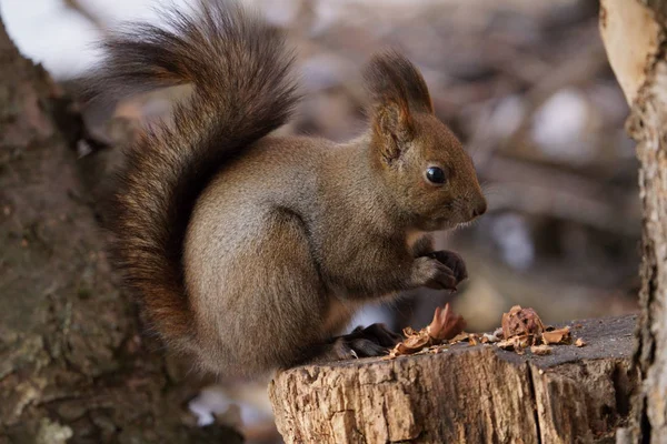 Ein Eichhörnchen Winterwald — Stockfoto