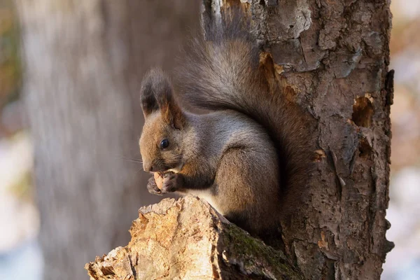 Esquilo Floresta Inverno — Fotografia de Stock