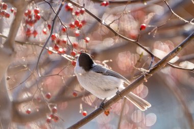 marsh tit in winter hokkaido