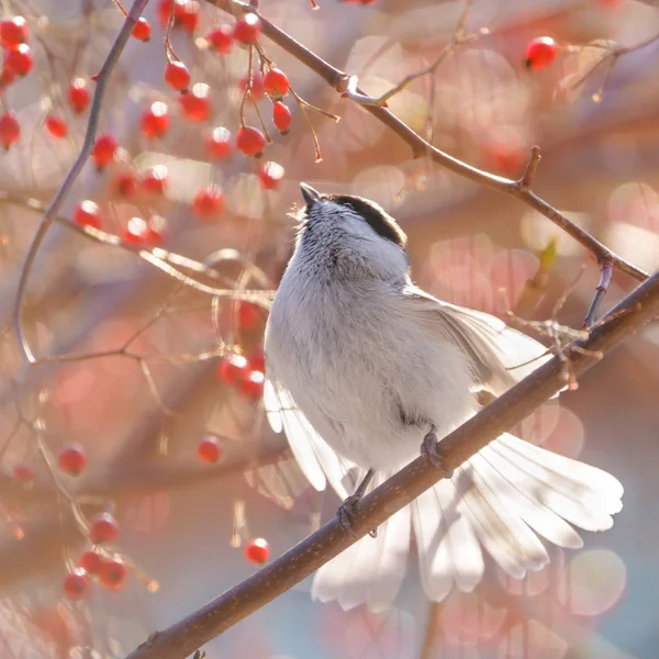 marsh tit in winter hokkaido