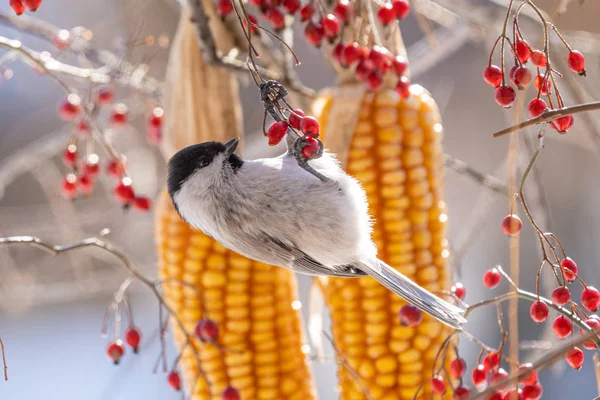 Marais Tit Hiver Hokkaido — Photo