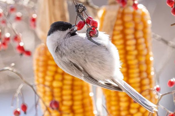 Marsh Tit Winter Hokkaido — Stok fotoğraf