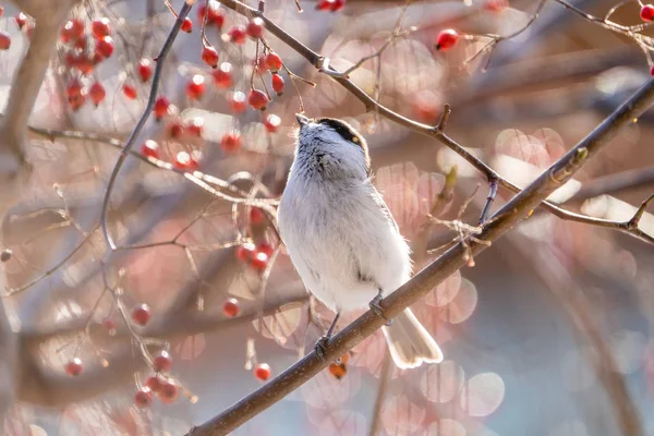 marsh tit in winter hokkaido