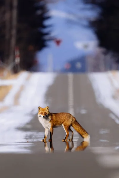 Zorro Invierno Hokkaido — Foto de Stock