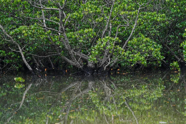 Fukido Rivier Ishigaki Eiland — Stockfoto