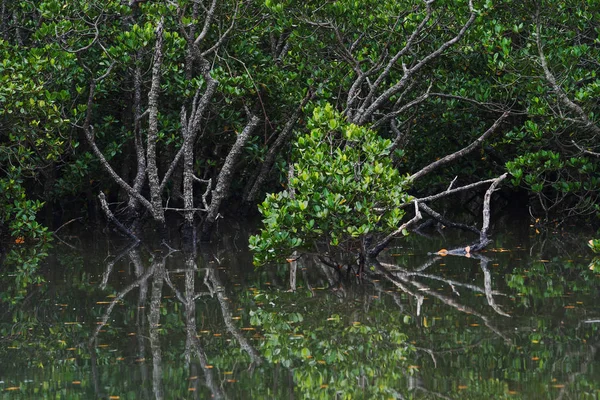 Fiume Fukido Nell Isola Ishigaki — Foto Stock