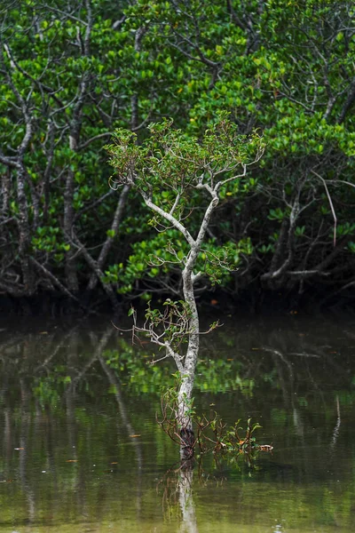 Río Fukido Isla Ishigaki — Foto de Stock