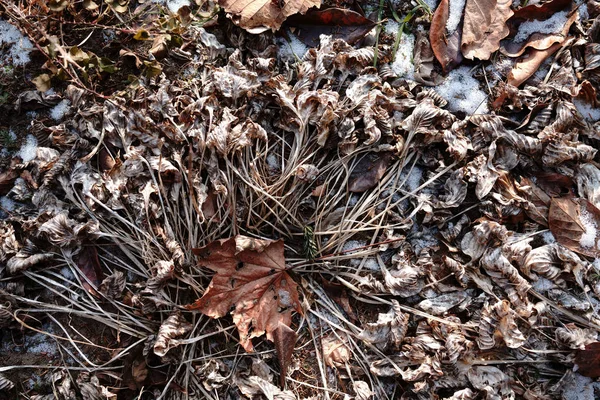 Мертва Рослина Зимовому Ґрунті — стокове фото