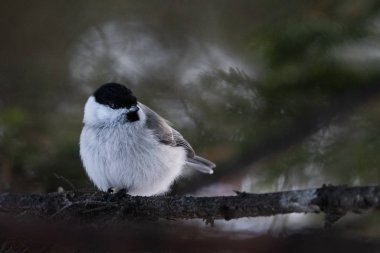 marsh tit in winter hokkaido