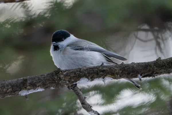 Marsh Tit Winter Hokkaido — Stockfoto