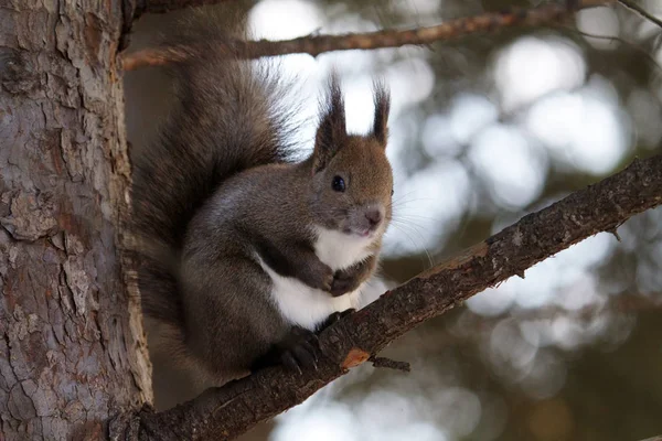 Squirrel Winter Hokkaido — Stock Photo, Image