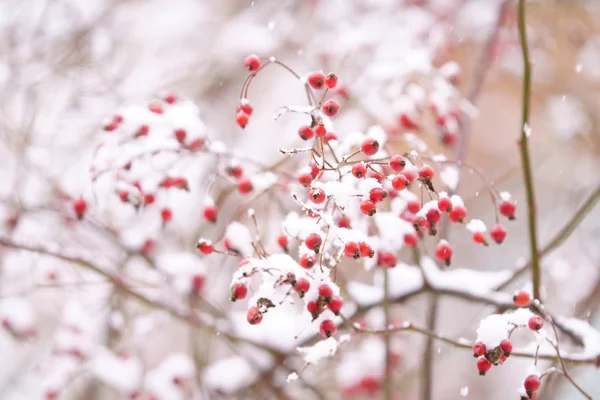 Heavenly Bamboo Snow Winter — Stock Photo, Image