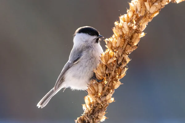 Teta Pantano Invierno Hokkaido — Foto de Stock