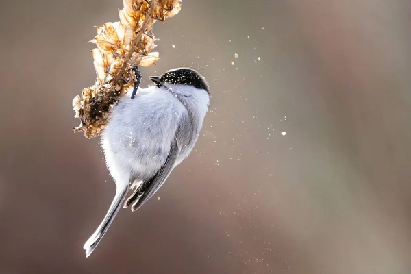 Marais Tit Hiver Hokkaido — Photo