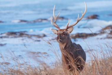 Japonya 'daki Hokkaido Geyiği