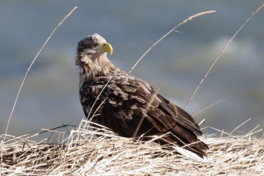 Hokkaido 'da beyaz kuyruklu kartal