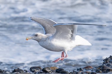 Kış denizinde bir martı
