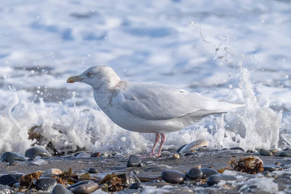 One Seagull Winter Sea — Stock Photo, Image